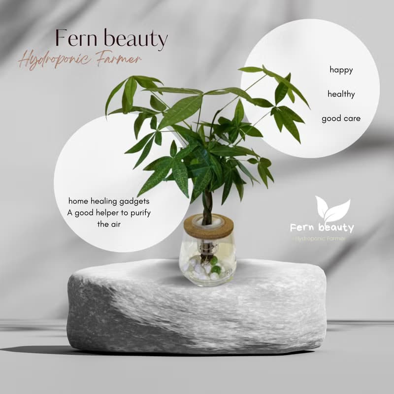 現貨 蕨美植栽 室內網美植栽辦公室水耕植栽-發財樹+弧形玻璃瓶