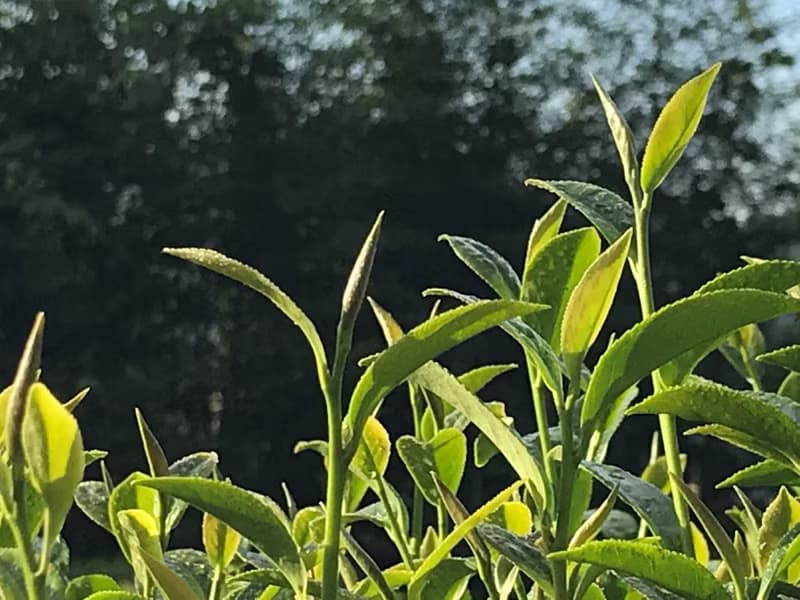 飲真茶 阿里山 當季冬茶 烏龍茶 三十年手作 烘焙 清香 鮮甜