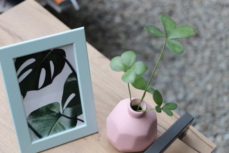 水培植栽│幸運鐵樹_室內植物 磨砂陶瓷幾何花瓶 粉