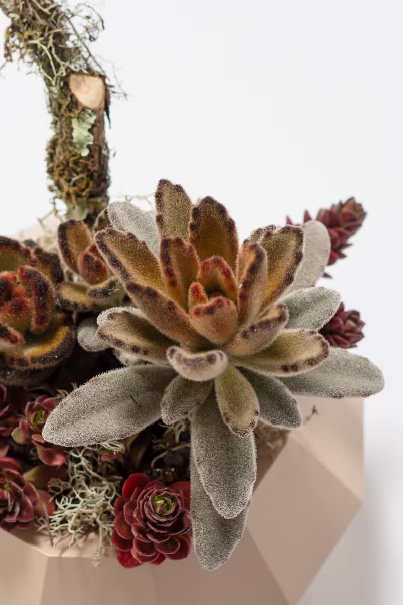 母親節禮物 - 慈愛珍藏 / 盆栽 植物 多肉 台灣設計 有肉