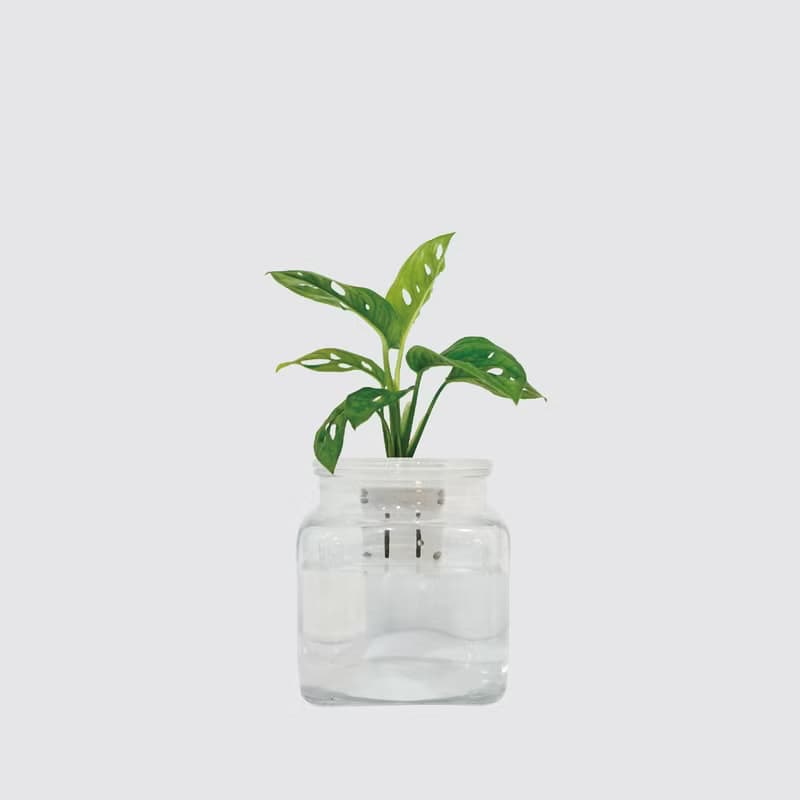 │ 玻璃系列 │窗孔龜背芋 - 吸附灰塵 魚水共生 水耕植物