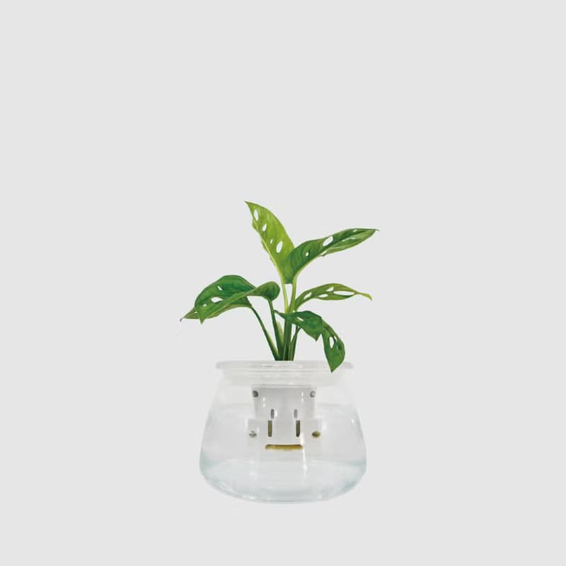 │ 玻璃系列 │窗孔龜背芋 - 吸附灰塵 魚水共生 水耕植物