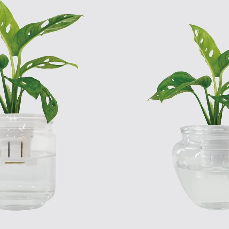 │ 玻璃系列 │窗孔龜背芋 - 吸附灰塵 魚水共生 水耕植物