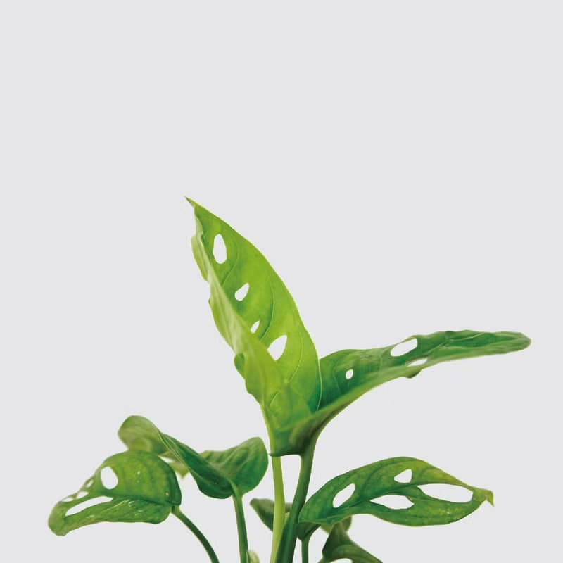 │ 玻璃系列 │窗孔龜背芋 - 吸附灰塵 魚水共生 水耕植物