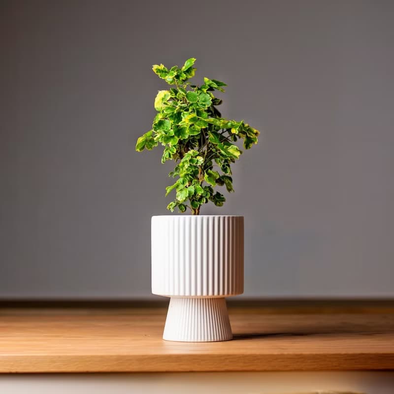 福祿桐 高腳直紋陶瓷盆 桌上型盆栽 觀葉植物 禮物 盆栽 交換禮物