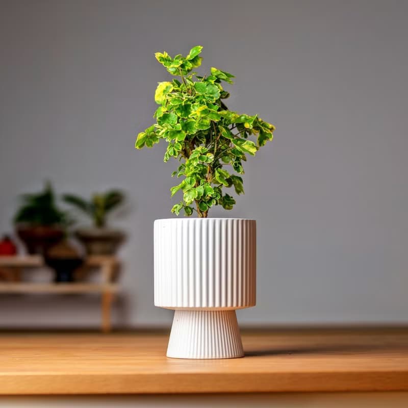 福祿桐 高腳直紋陶瓷盆 桌上型盆栽 觀葉植物 禮物 盆栽 交換禮物