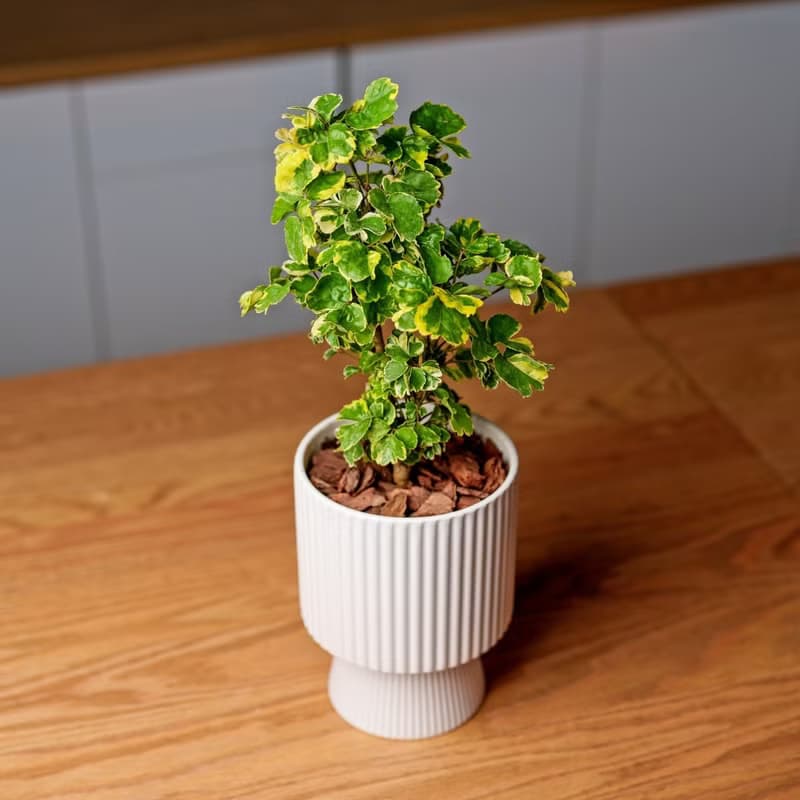 福祿桐 高腳直紋陶瓷盆 桌上型盆栽 觀葉植物 禮物 盆栽 交換禮物