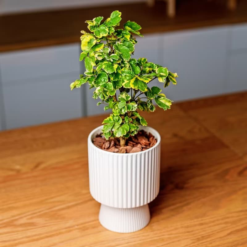 福祿桐 高腳直紋陶瓷盆 桌上型盆栽 觀葉植物 禮物 盆栽 交換禮物