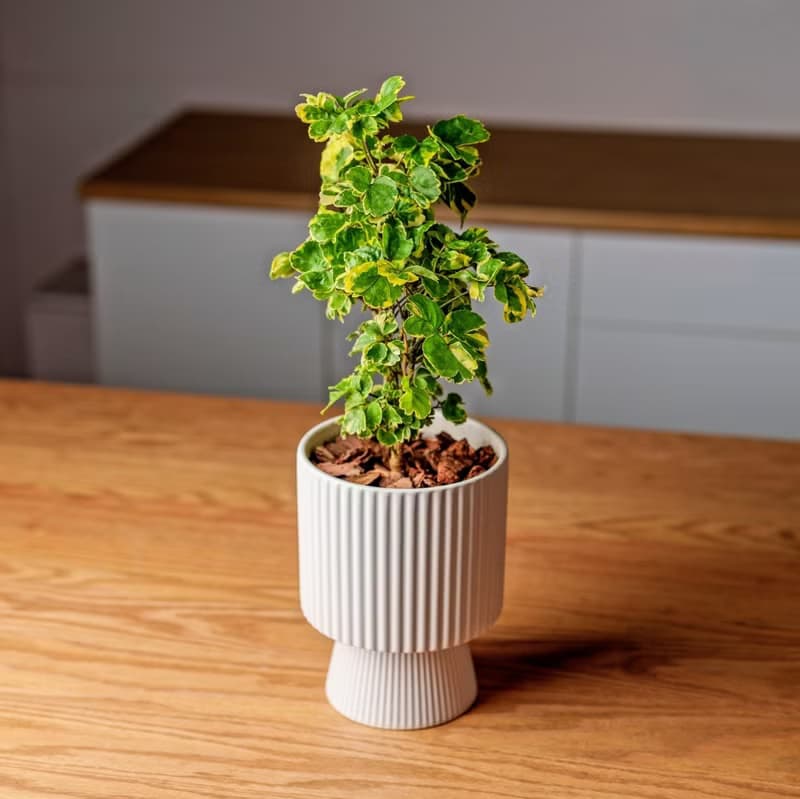 福祿桐 高腳直紋陶瓷盆 桌上型盆栽 觀葉植物 禮物 盆栽 交換禮物