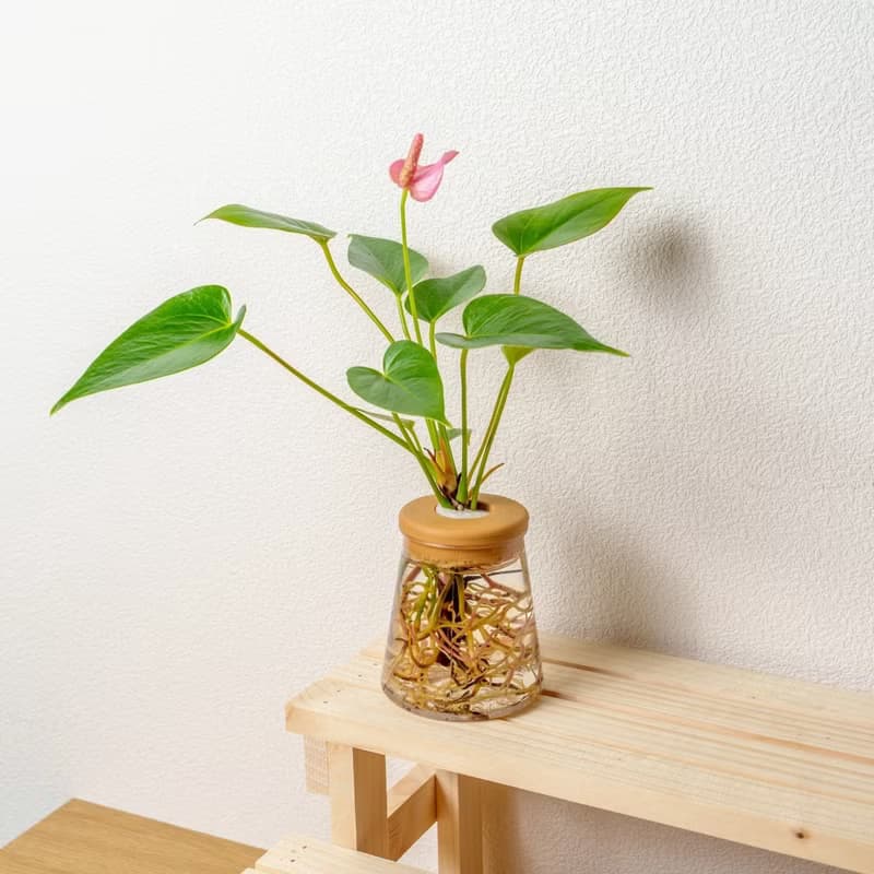 粉紅火鶴 三角水耕盆栽 室內植物 觀葉植物 禮物 水培