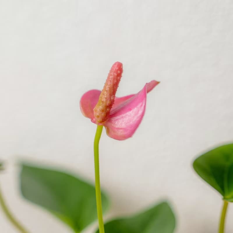 粉紅火鶴 三角水耕盆栽 室內植物 觀葉植物 禮物 水培