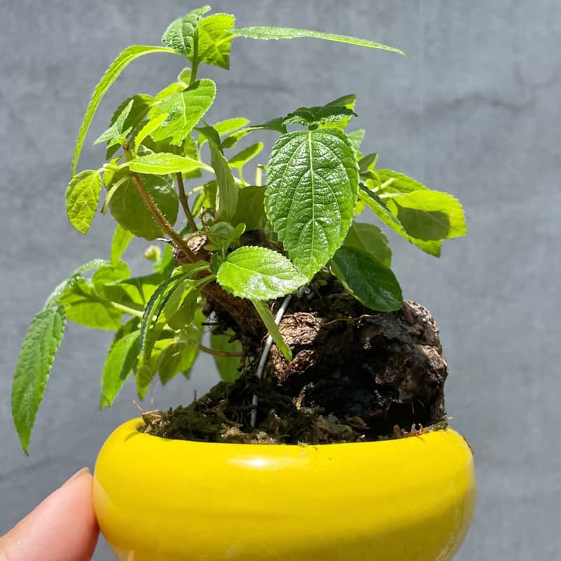 小品盆栽-山採馬纓丹