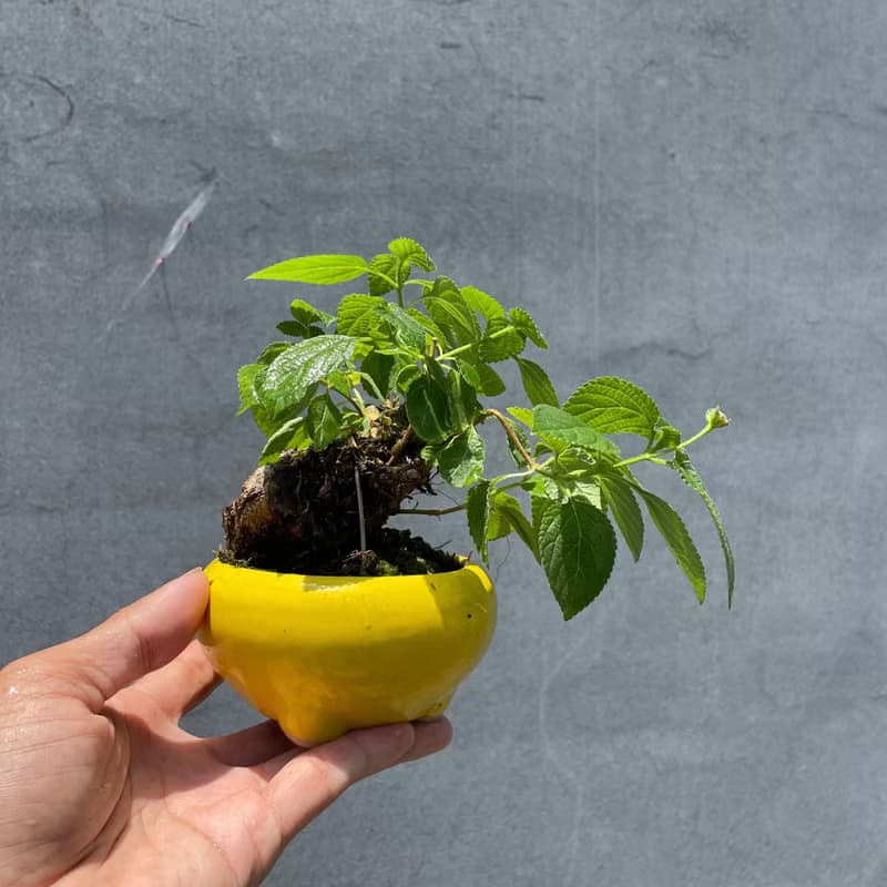 小品盆栽-山採馬纓丹