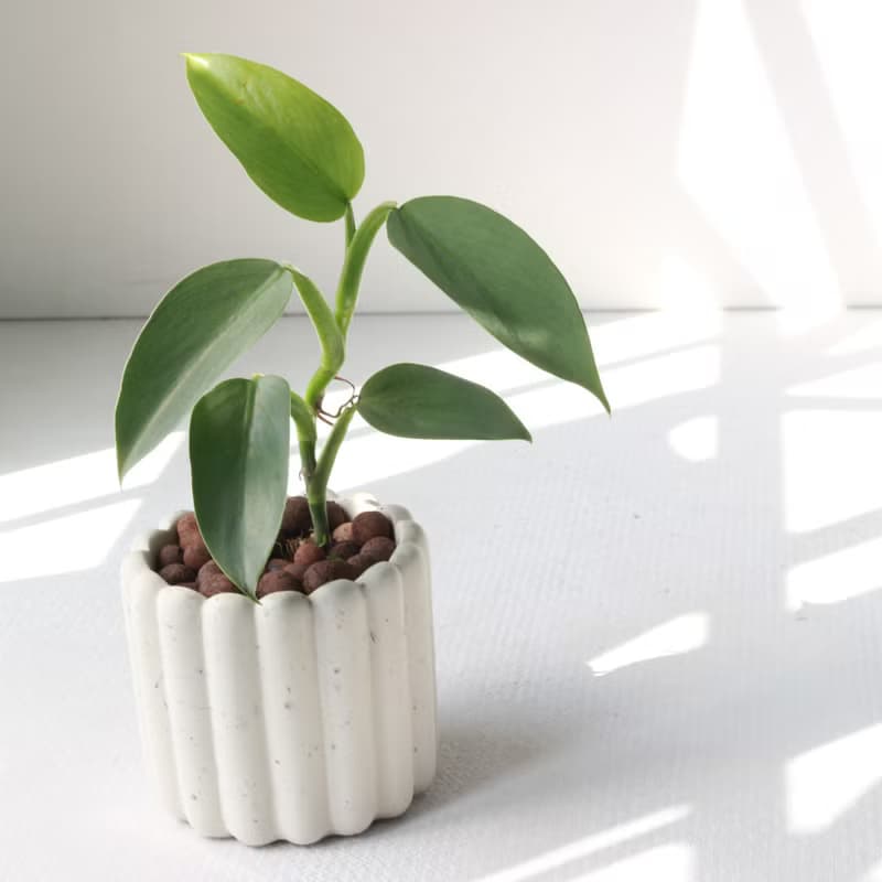 植栽 盆栽 l 銀劍蔓綠絨  手指餅乾水泥盆 銀綠反光葉片 散光