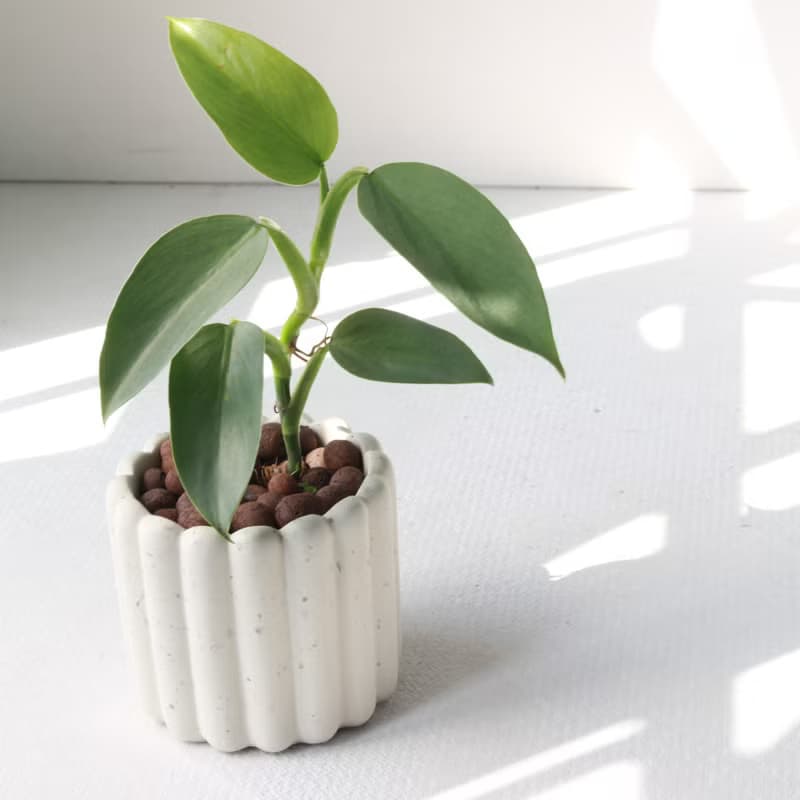 植栽 盆栽 l 銀劍蔓綠絨  手指餅乾水泥盆 銀綠反光葉片 散光