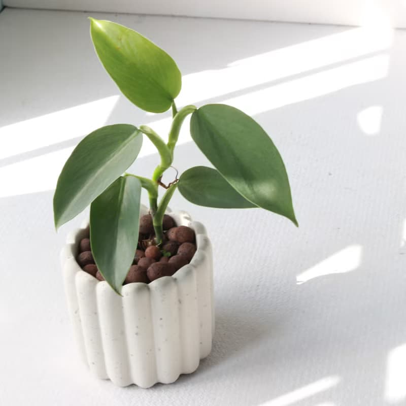 植栽 盆栽 l 銀劍蔓綠絨  手指餅乾水泥盆 銀綠反光葉片 散光