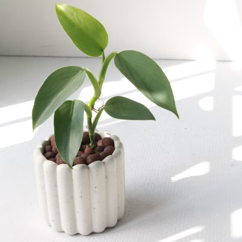 植栽 盆栽 l 銀劍蔓綠絨  手指餅乾水泥盆 銀綠反光葉片 散光