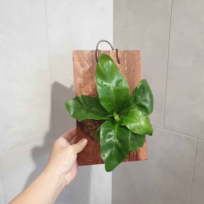植栽 室內盆栽 植物 山蘇 上板