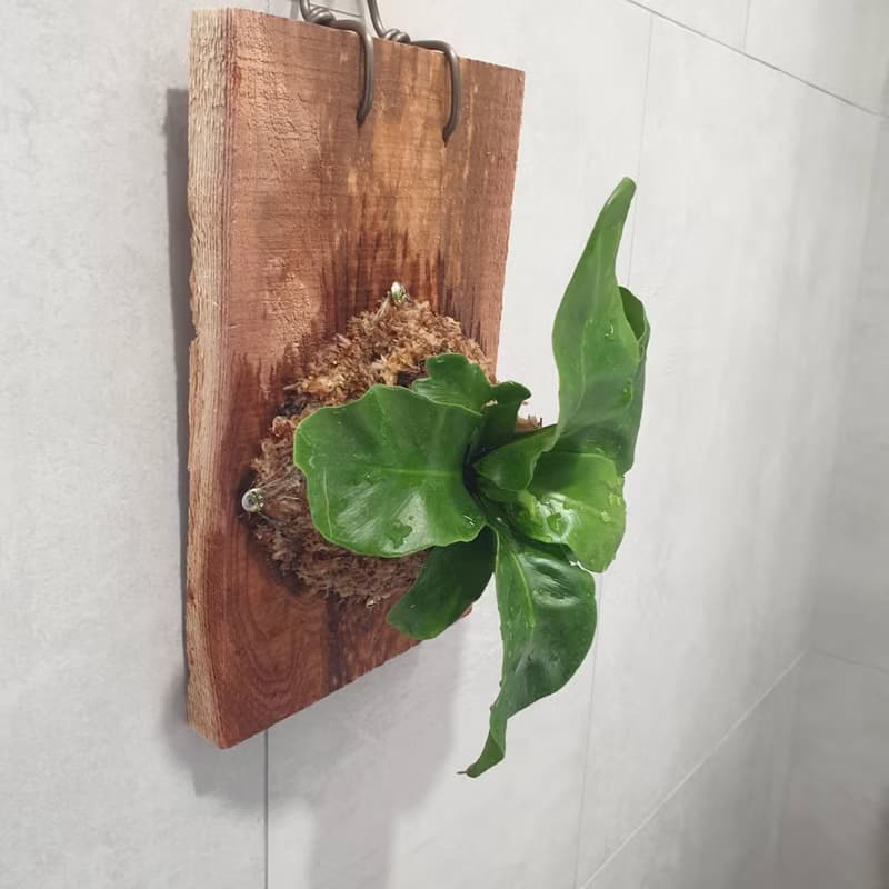 植栽 室內盆栽 植物 山蘇 上板