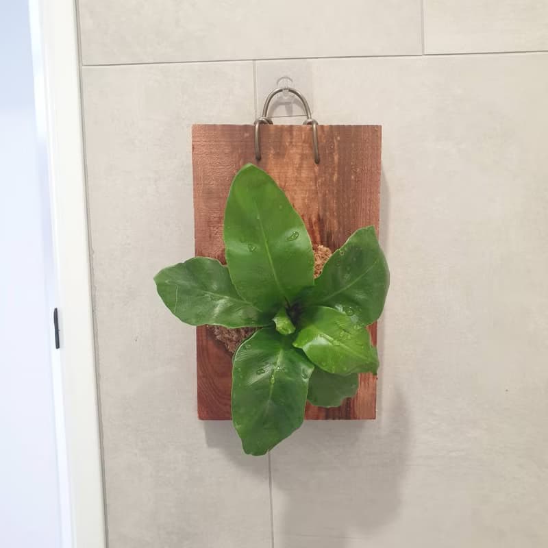 植栽 室內盆栽 植物 山蘇 上板