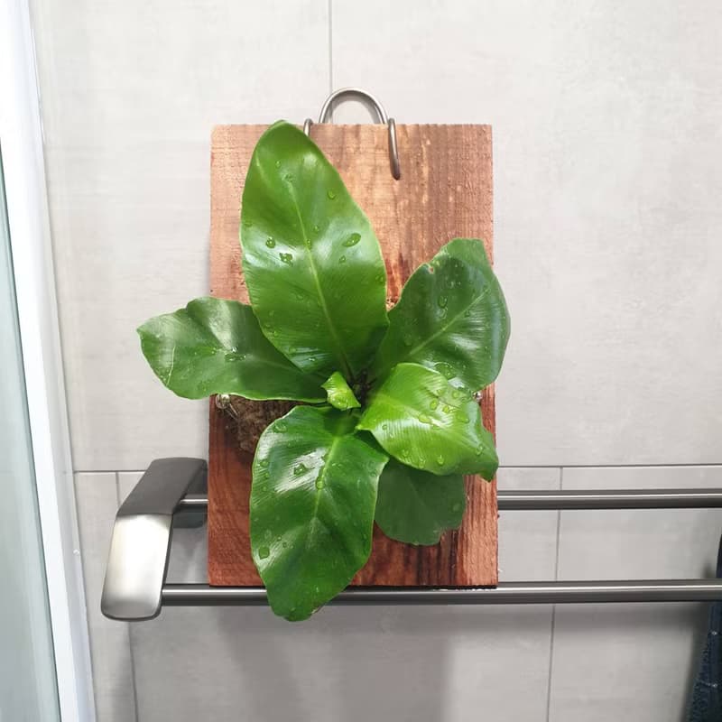 植栽 室內盆栽 植物 山蘇 上板