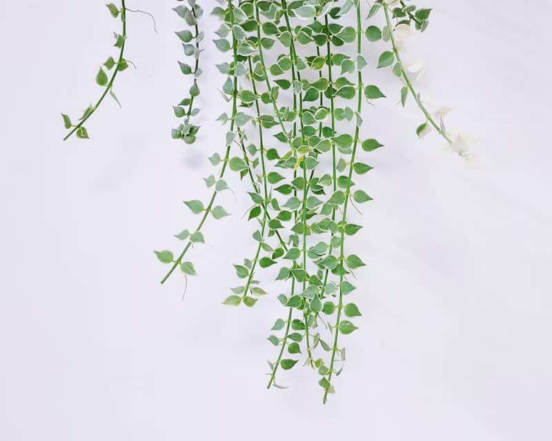 斑葉百萬心│水泥上板植栽│陽台植物│喜光植物│觀葉植物│多肉