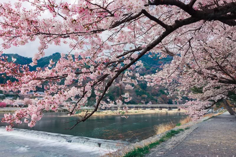 大判シフォンスカーフ　写真家 水野克比古作品 京都 桜匂う 渡月橋 Ballett Kyoto ソフトなシフォン生地使用 日本製