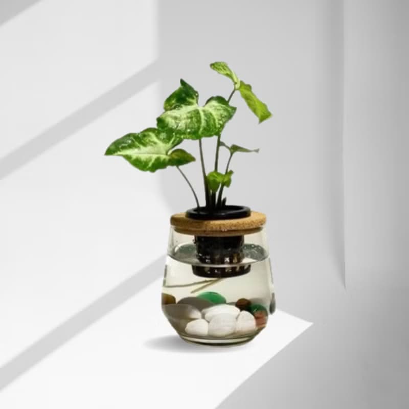 蕨美植栽 室內網美水耕植栽 合果芋 x 弧形透明玻璃瓶 輕巧療癒