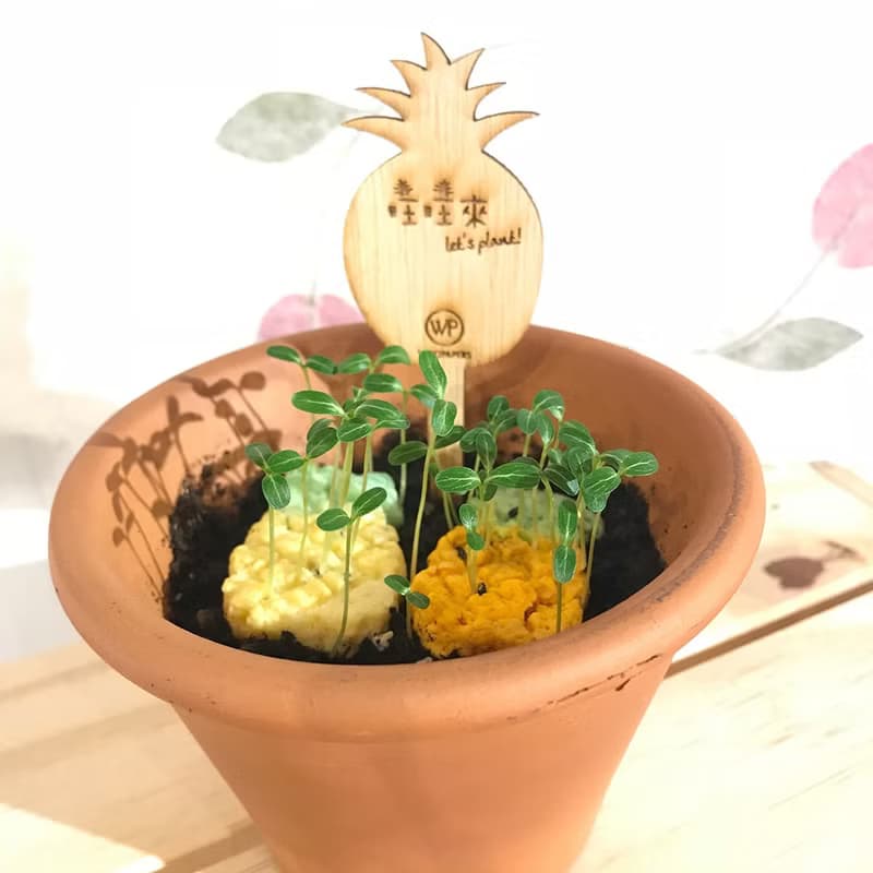 【旺旺鳳梨】Pineapple Grows 鳳梨種子球植栽組