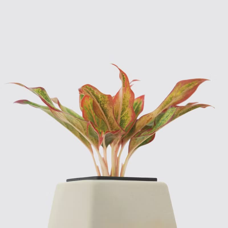 │ 方盆系列 │極光 - 陶瓷盆器 水耕植物 室內盆栽