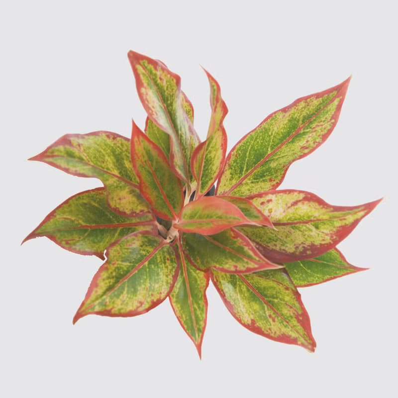 │ 方盆系列 │極光 - 陶瓷盆器 水耕植物 室內盆栽