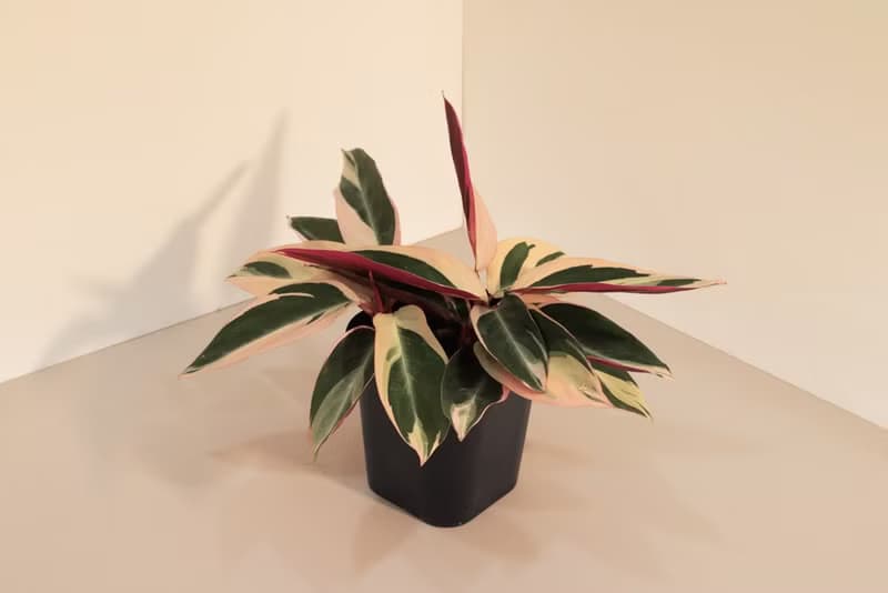 Never Never Plant 彩虹_室內植栽