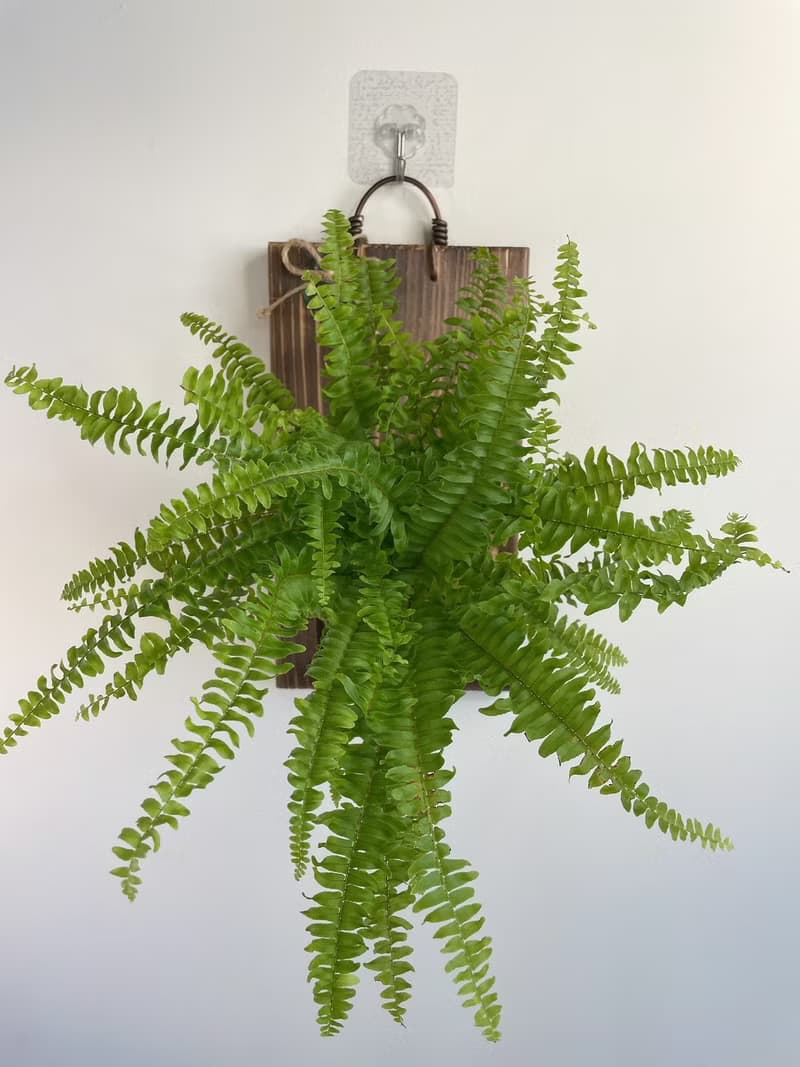 【植蕨所在】 波士頓蕨  水苔植物上板 觀葉植物 上板植物 室內植