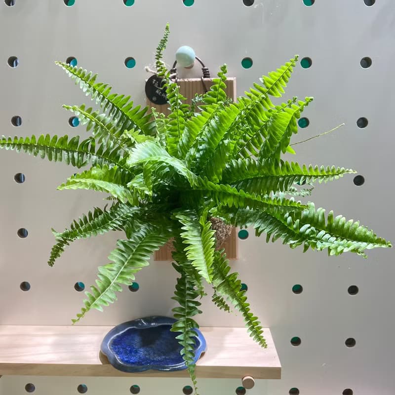【植蕨所在】 波士頓蕨  水苔植物上板 觀葉植物 上板植物 室內植