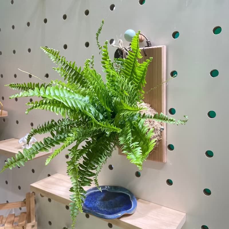 【植蕨所在】 波士頓蕨  水苔植物上板 觀葉植物 上板植物 室內植
