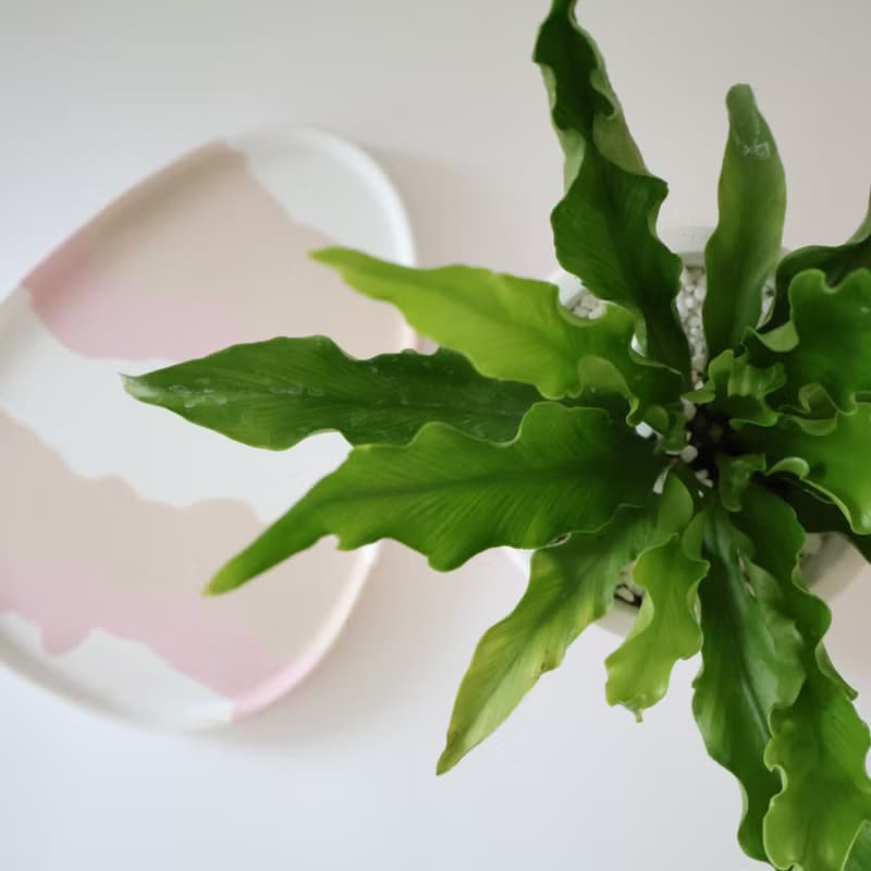 山蘇•秋日葦絮 / 水泥植栽 / 開幕新居 / 生日送禮 / 辦公室療癒