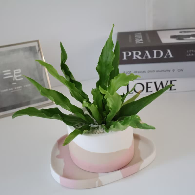 山蘇•秋日葦絮 / 水泥植栽 / 開幕新居 / 生日送禮 / 辦公室療癒