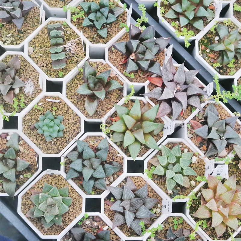 【荳荳多肉】【百合特惠組(隨機出貨6盆1組)  】喬遷│送禮│升遷