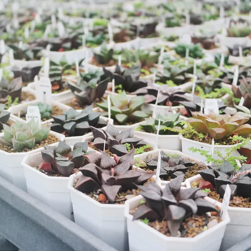 【荳荳多肉】【百合特惠組(隨機出貨6盆1組)  】喬遷│送禮│升遷