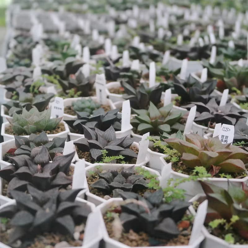 【荳荳多肉】【百合特惠組(隨機出貨6盆1組)  】喬遷│送禮│升遷