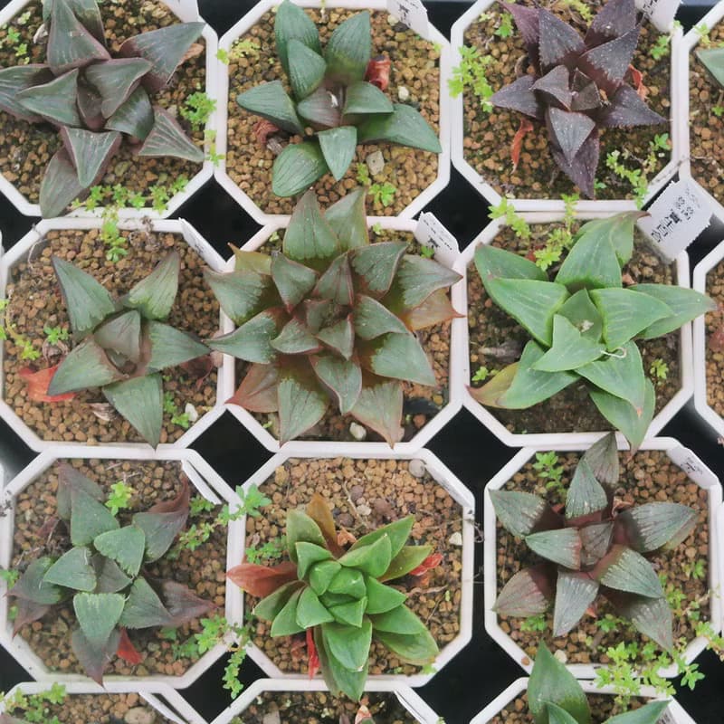 【荳荳多肉】【百合特惠組(隨機出貨6盆1組)  】喬遷│送禮│升遷