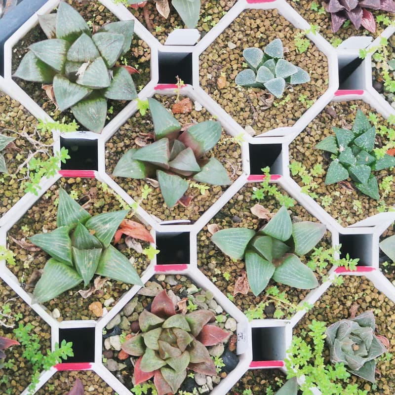 【荳荳多肉】【百合特惠組(隨機出貨6盆1組)  】喬遷│送禮│升遷