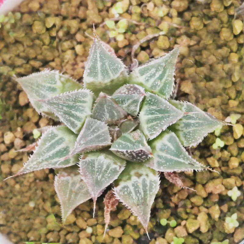 【荳荳多肉】【百合特惠組(隨機出貨6盆1組)  】喬遷│送禮│升遷