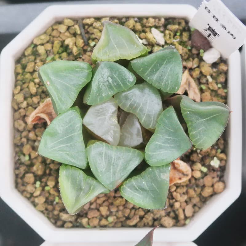 【荳荳多肉】【百合特惠組(隨機出貨6盆1組)  】喬遷│送禮│升遷