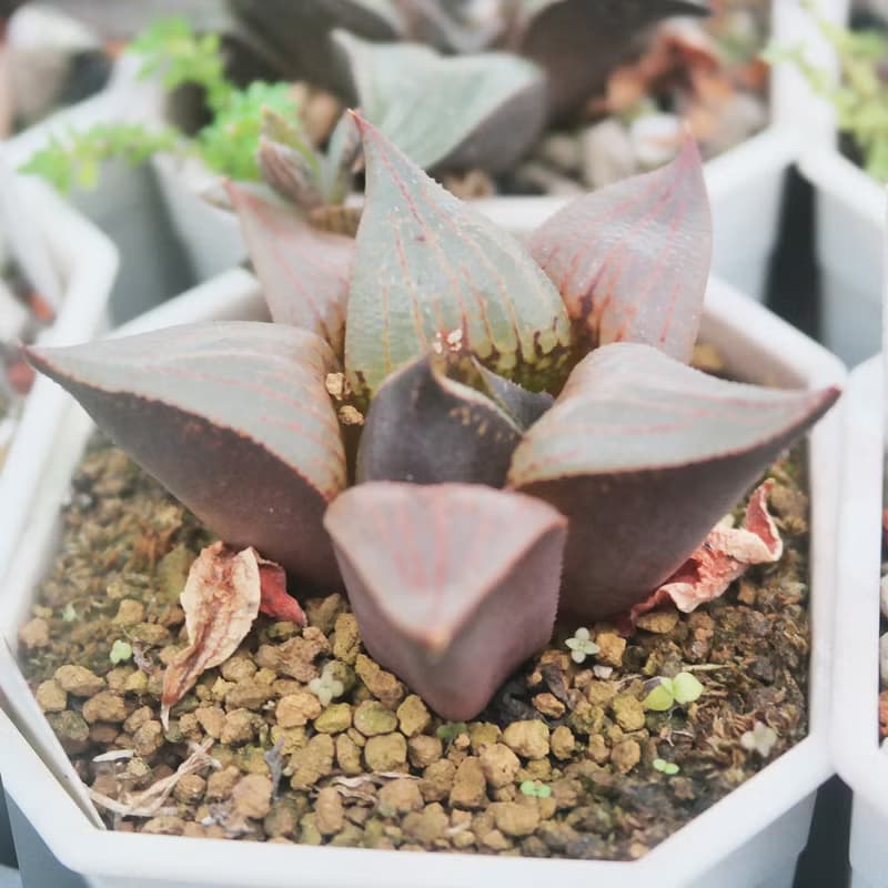 【荳荳多肉】【百合特惠組(隨機出貨6盆1組)  】喬遷│送禮│升遷