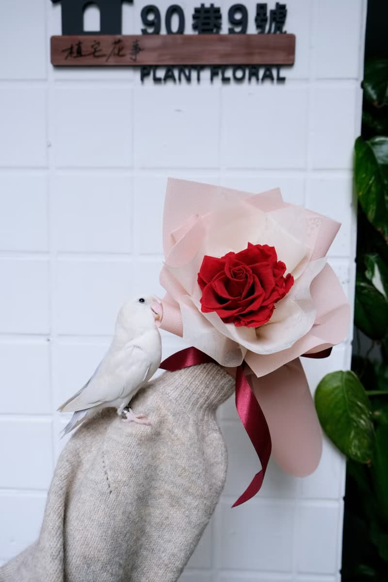 玫瑰花束 情人節 紅玫瑰