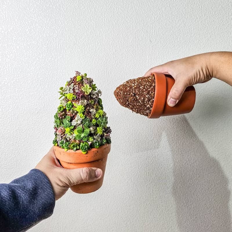 多肉植物黏性培養土 黏性土 多肉黏土適合立體種植及裝飾用塑形土