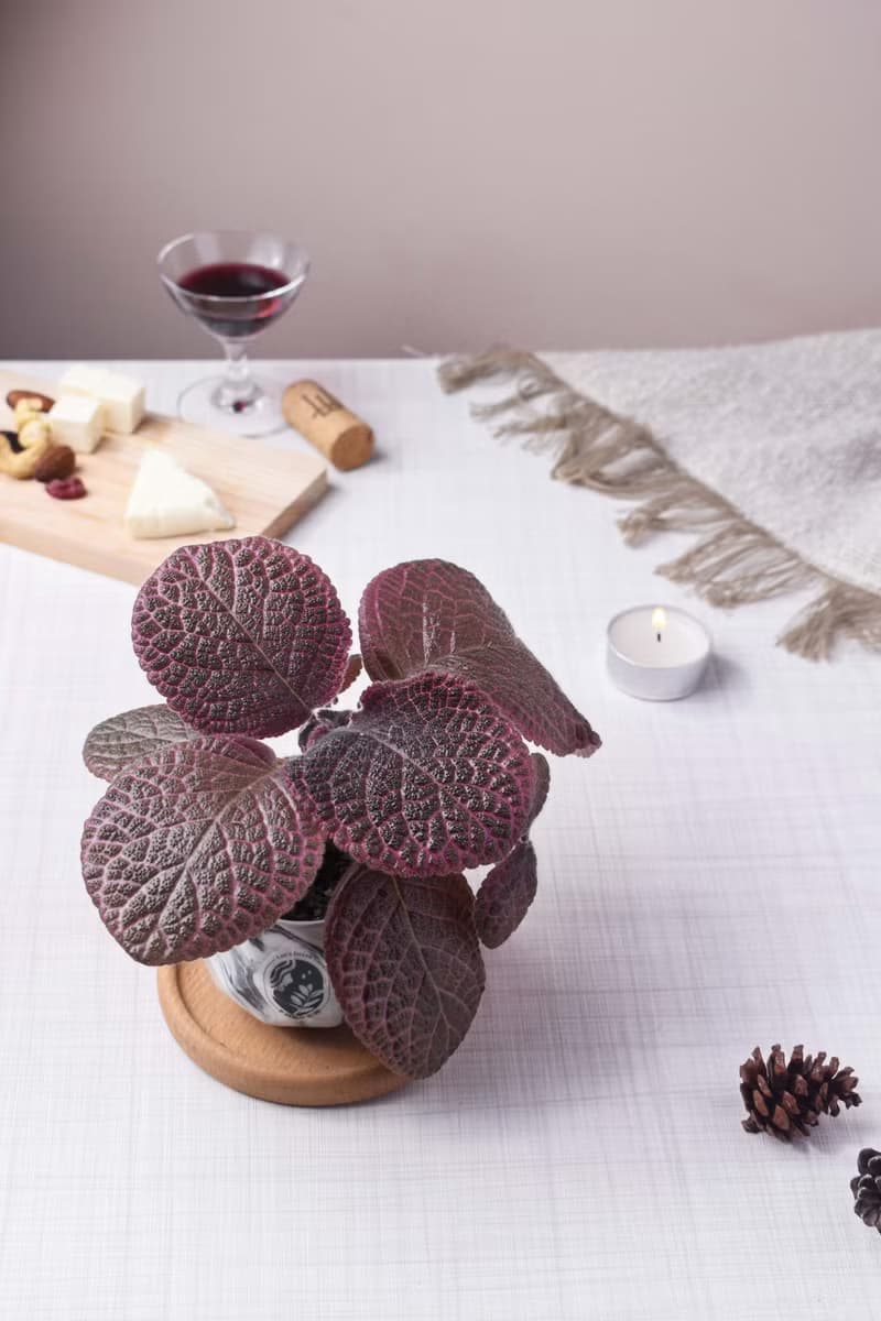 喜蔭花'草莓波紋' 丨室內植栽丨辦公室植栽丨療癒小物丨送禮丨