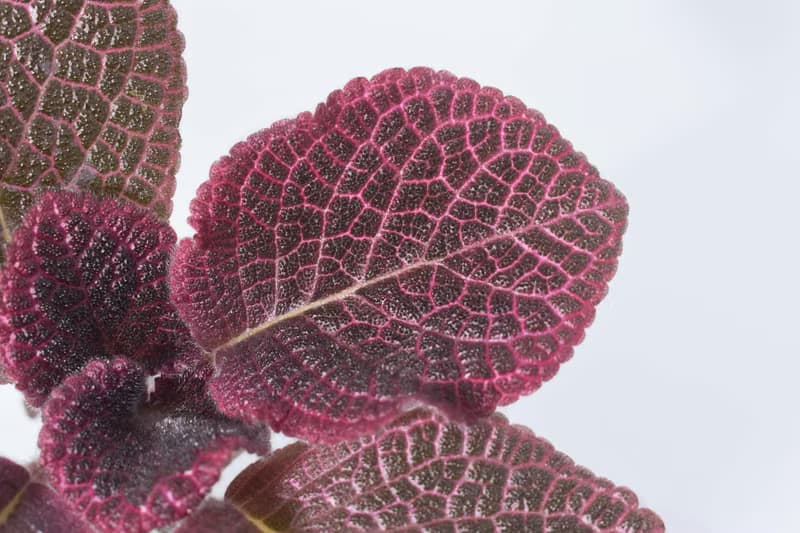 喜蔭花'草莓波紋' 丨室內植栽丨辦公室植栽丨療癒小物丨送禮丨