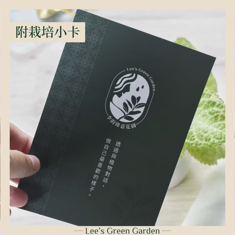 喜蔭花'草莓波紋' 丨室內植栽丨辦公室植栽丨療癒小物丨送禮丨